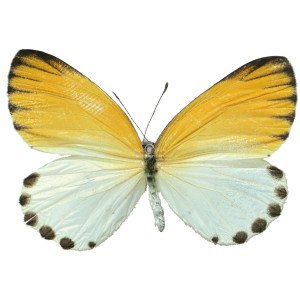 MYLOTHRIS SPICA MYLOTHRIS SPICA